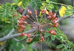 Image result for Mezoneuron