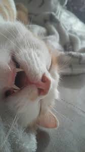 38 Some Cute And Lovely Pets Make You Have Fun Page 25 Of 38 25 38 And Cute Fun Have Lovely Make Of Page Goruntuler Ile Sevimli Hayvan Yavrulari Hayvan Mizahi