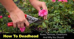 Deadheading peonies helps them focus their energy on root growth and healthy leaves instead of seed production, and this in turn results in healthier plants. Deadhead Flowers Cutting Back Spent Blooms Extending Season