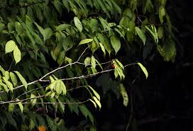 Image result for Leptonychia tokana