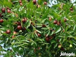 Jujube Red Date Chinese Date Korean Date Or Indian Date Gumicukorfa Kinai Datolya Ziziphus Jujuba Fagyturo Cold Hardy Red Dates Food Forest Fruit