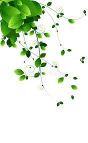 A cup of matcha, herbal or green tea in close up on saucer staying on map. Green Vines Stock Vector Illustration Of White Background 15234402