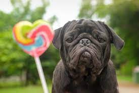 Find your dream job on linkedin. Sierra Veterinary Hospital Home Facebook