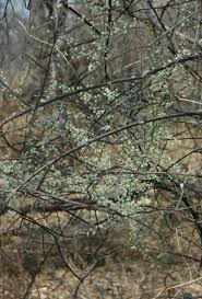 Image result for Asparagus minutiflorus