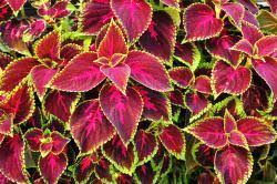 We did not find results for: 6 Colourful Plants Ideal For A Shade Garden Garden Outdoor Lifestyle