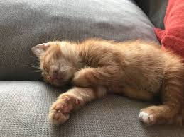 Mine Adli Kullanicinin Ted Panosundaki Pin Goruntuler Ile Kedi Resimler