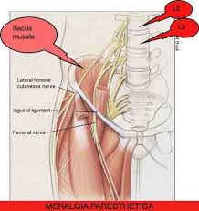 The pectineus muscle is innervated by the femoral nerve and the hamstring portion of adductor magnus is innervated by the tibial nerve. Rightpain