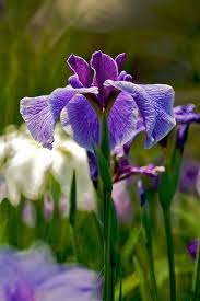 2009 Iris Japanese Iris Iris Garden Flower Pictures
