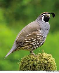 The crossword clue possible answer is available in 4 letters. American Heritage Dictionary Entry Quail