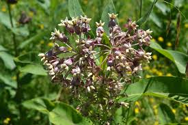 Image result for Asclepias buchwaldii