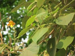 Root of gmelina arborea is an ingredient of the dasamula. Gmelina Arborea Efloraofindia