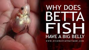 Why Does My Betta Fish Have A Big Belly Nice Betta Thailand Co Ltd