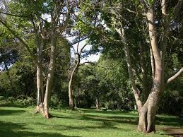 Image result for Ficus sur