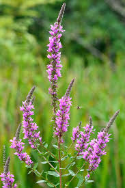 Image result for Lythraceae