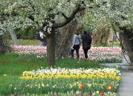 Things to do near britzer garten. Lichtenrade Berlin De Tulipan Im Britzer Garten Hat Eroffnet