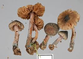 Image result for Inocybe sp.