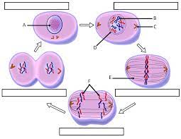 Cell Cycle Labeling