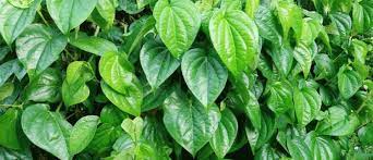 Maybe you would like to learn more about one of these? Manfaat Daun Sirih Bagi Wanita