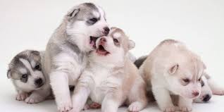 Baby Husky Pictures