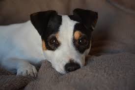 Jack russell terriers love having a job to do, and they can become bored easily if not given something interesting to do. Rasseportrait Jack Russell Terrier Charakter Eigenschaften Deine Tierwelt De Magazin