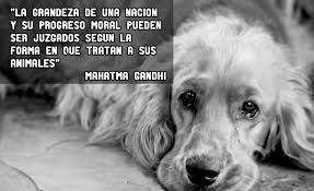Maybe you would like to learn more about one of these? Resultado De Imagen De Hipocrates Frases Dia Mundial Del Animal Animales Frases Dia Del Animal