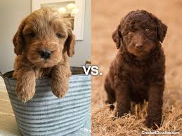 Check spelling or type a new query. Goldendoodle Vs Labradoodle Compare Popular Doodles