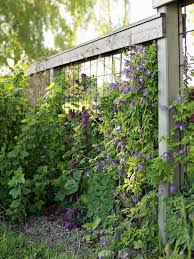 Roombeez Sichtschutz Pflanzen Fur Garten Terrasse Immergrun Sc In 2020 Sichtschutz Pflanzen Schnellwachsend Sichtschutz Pflanzen Winterhart Sichtschutz Pflanzen