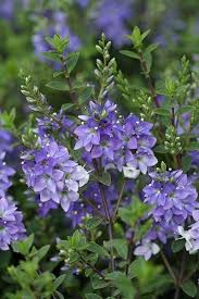 Pin By Violeta On Fiori In 2020 Garden Shrubs Plants Evergreen Shrubs