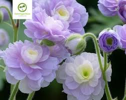 Image result for Geranium `Purple Haze`
