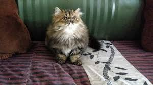 Baik anda seorang pecinta kucing atau bukan, tidak ada yang ingin berhadapan cara menenangkan kucing. Tips Gemukkan Kucing Lidya Izzati