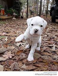 Thor Boxer Puppy A Place To Love Dogs White Boxer Puppies Boxer Puppies Boxer Puppy