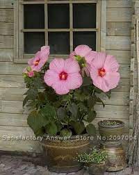New Seeds 100 Giant Hibiscus Flower Seeds Hibiscus Plant Plants Hibiscus Flowers