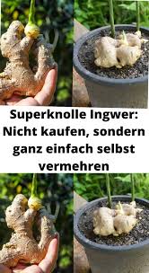 Superknolle Ingwer Nicht Kaufen Sondern Ganz Einfach Selbst Vermehren In 2020 Bluhende Pflanzen Ungewohnliche Pflanzen Selbermachen Garten