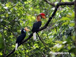 Burung eksotis ini dalam bahasa inggris disebut juga dengan enggang atau rangkong termasuk dalam spesies yang dilindungi, hampir tidak bisa terpisahkan dari kehidupan suku dayak di kalimantan. Olahan Idea Burung Enggang