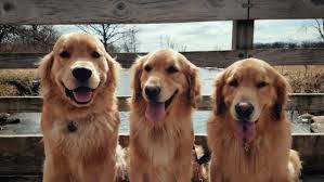 Bebek Suratli Golden Retriever Kopekleri Hakkinda Bilmeniz Gereken 14 Gercek Listelist Com
