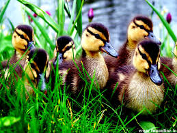 Baby Duck Wallpaper Views Wallpapers