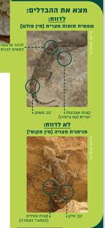 מאיימת על ישראל: ראיתם את השממית הזו? - בחדרי חרדים