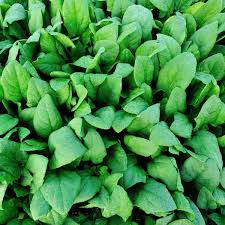 Image result for Spinacia