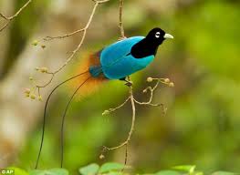 Berikut ini 12 jenis lovebird. Burung Paradise Burung Tercantik Di Dunia Klinik Unik