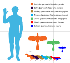 Archaeopteryx Wikipedia