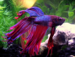 Get latest info on betta fish, siamese fighting fish, suppliers, manufacturers, wholesalers, traders this is half moon betta fish imported from bangkok. Purple Betta Fish Betta Fish Color Patterns Live Tropical Fish Live Gorgeous Portraits Of Pet Fish Who Has A Rather Strong