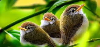 Birds Chirping In The Morning Mp3 Download Morning Birds Singing Free Ringtone Downloads Animal Ringtones