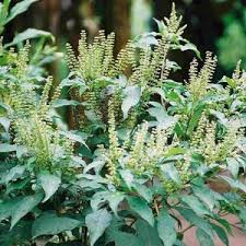 Image result for Ocimum lamiifolium