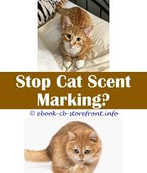 14 Hair Raising Stop My Cat Marking His Territory