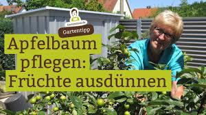 Sie ja doch schon sicherlich eingige vorstellungen darüber. Grossere Apfel Durch Ausdunnen Apfelbaum Pflege Youtube