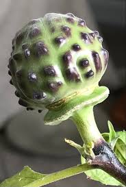 Image result for Datura metel