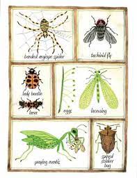 In my experience, many gardeners have a natural curiosity about the insects they find among their plants. Https Www Grit Com Farm And Garden Beneficial Insects Ze0z1411zsie