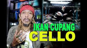 Artino rain cover cello case protection. Ikan Cupang Cello Youtube