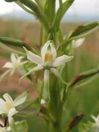 Image result for Habenaria dregeana