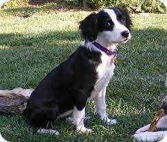 Lathrop Ca Border Collie English Springer Spaniel Mix Meet Stella A Dog For Adoption Http Www Adop English Setter Puppy Border Collie Border Collie Mix